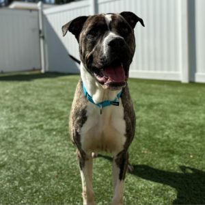 Rocko, Adult Male Mixed Breed