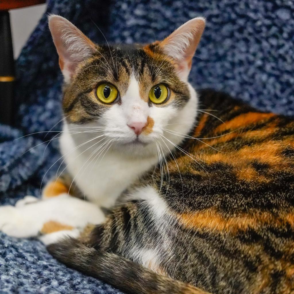 Rascal, an adoptable Domestic Short Hair in Thomaston, ME, 04861 | Photo Image 1