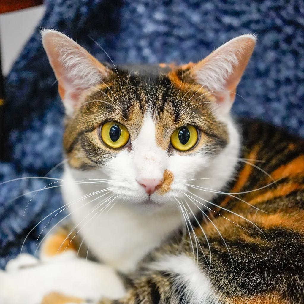 Rascal, an adoptable Domestic Short Hair in Thomaston, ME, 04861 | Photo Image 2