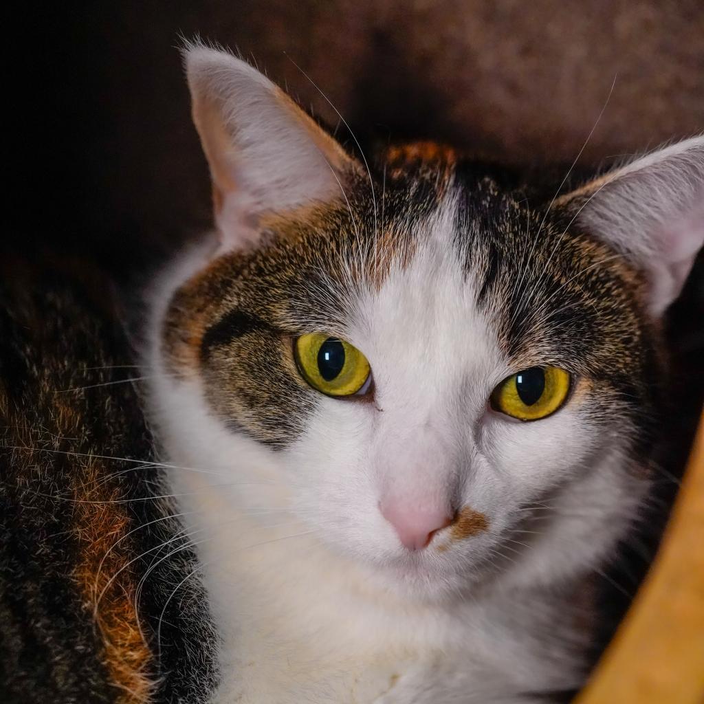 Riley, an adoptable Domestic Short Hair in Thomaston, ME, 04861 | Photo Image 1