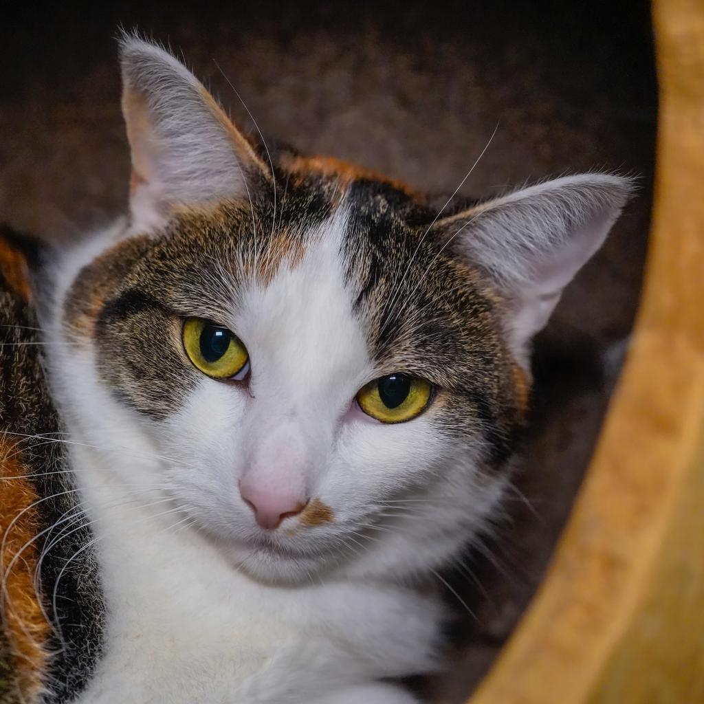 Riley, an adoptable Domestic Short Hair in Thomaston, ME, 04861 | Photo Image 2