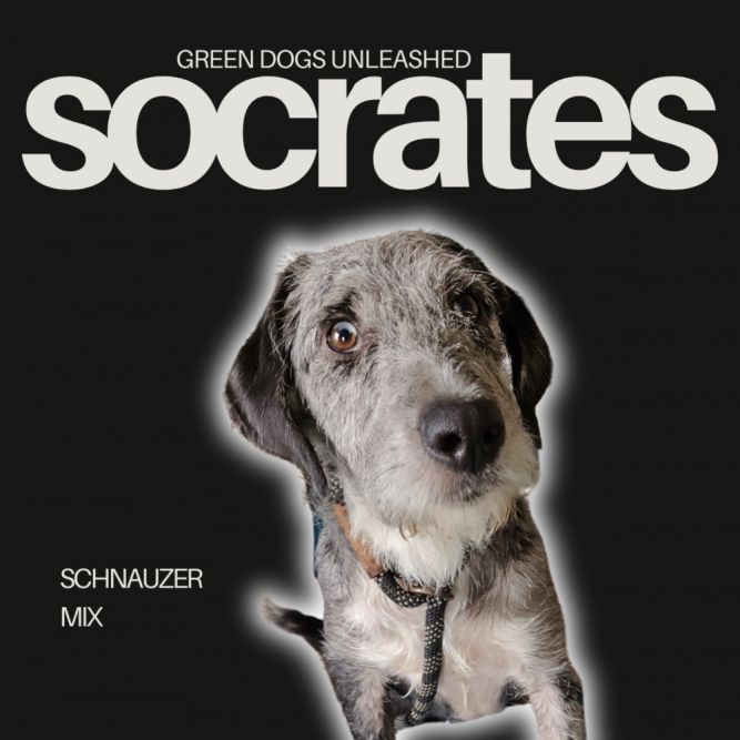 Socrates