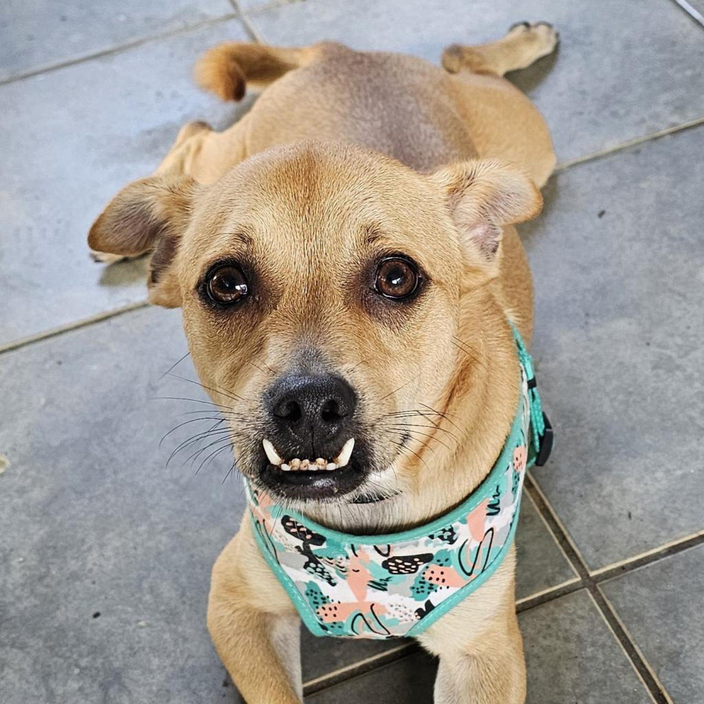Charo Rico