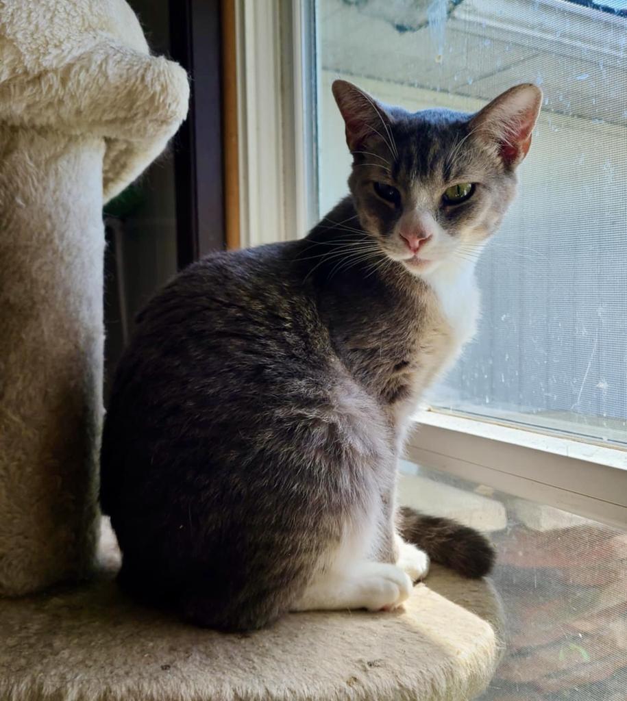 Heidi