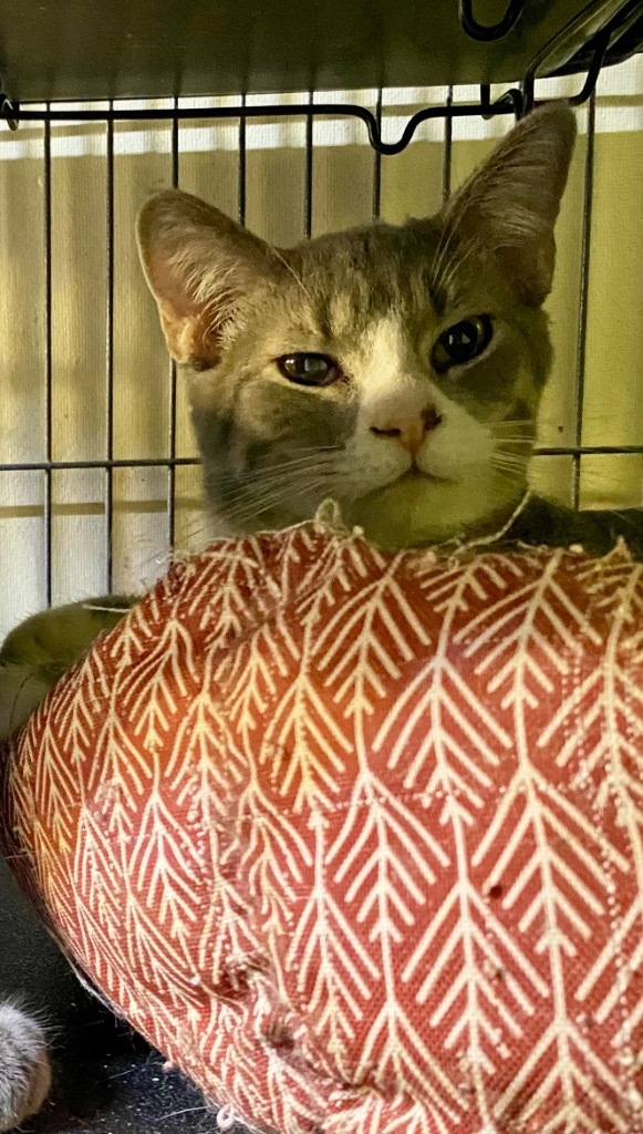 Heidi