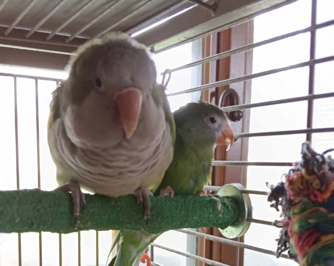 Oregano and Myna