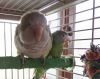Oregano and Myna photo 2