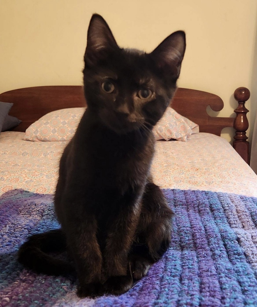 Vader