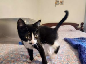 Leia, Baby Female Domestic Short Hair