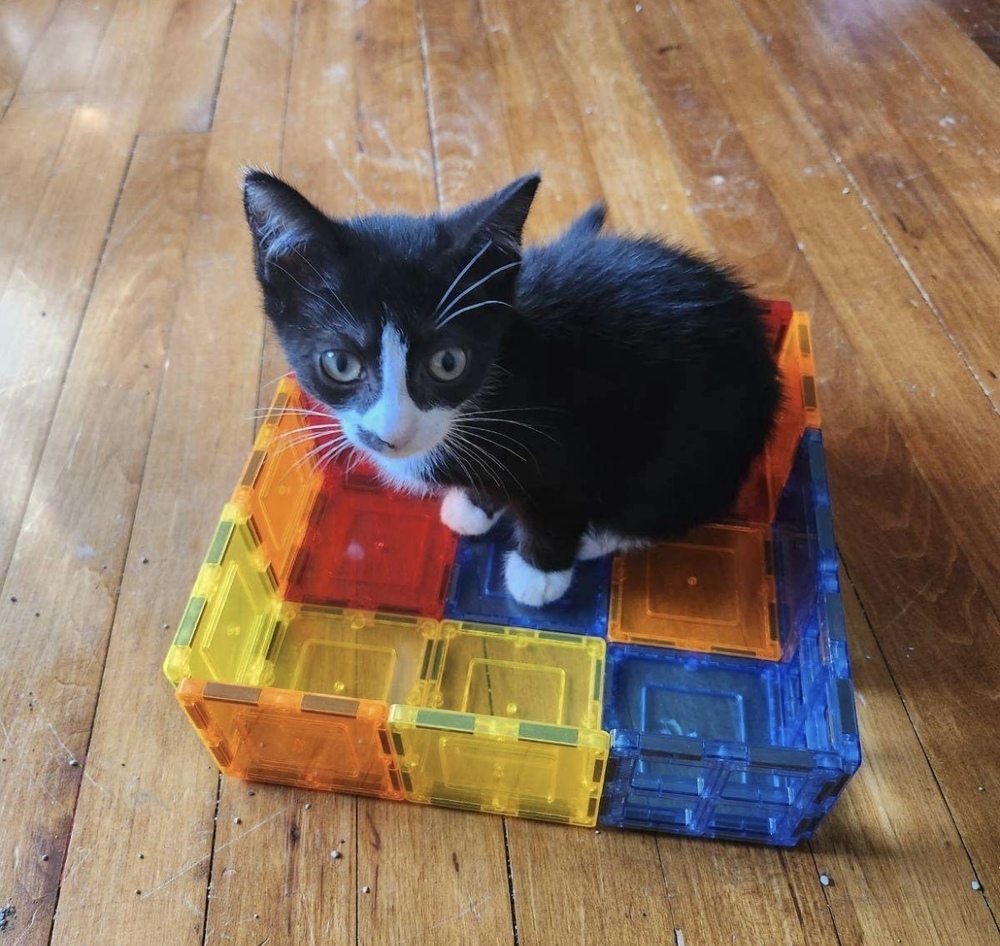 Leia