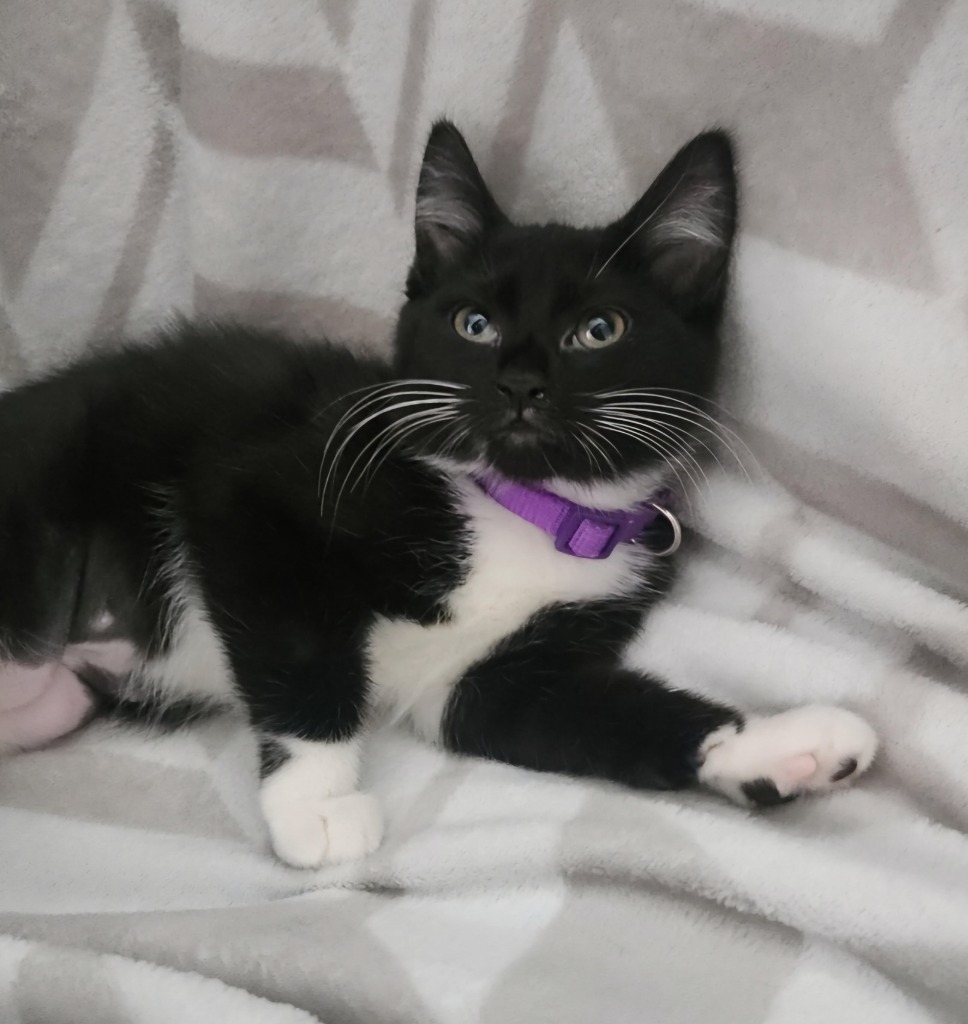 Cat for adoption Nova, a Domestic Short Hair Mix in Salt Lake City