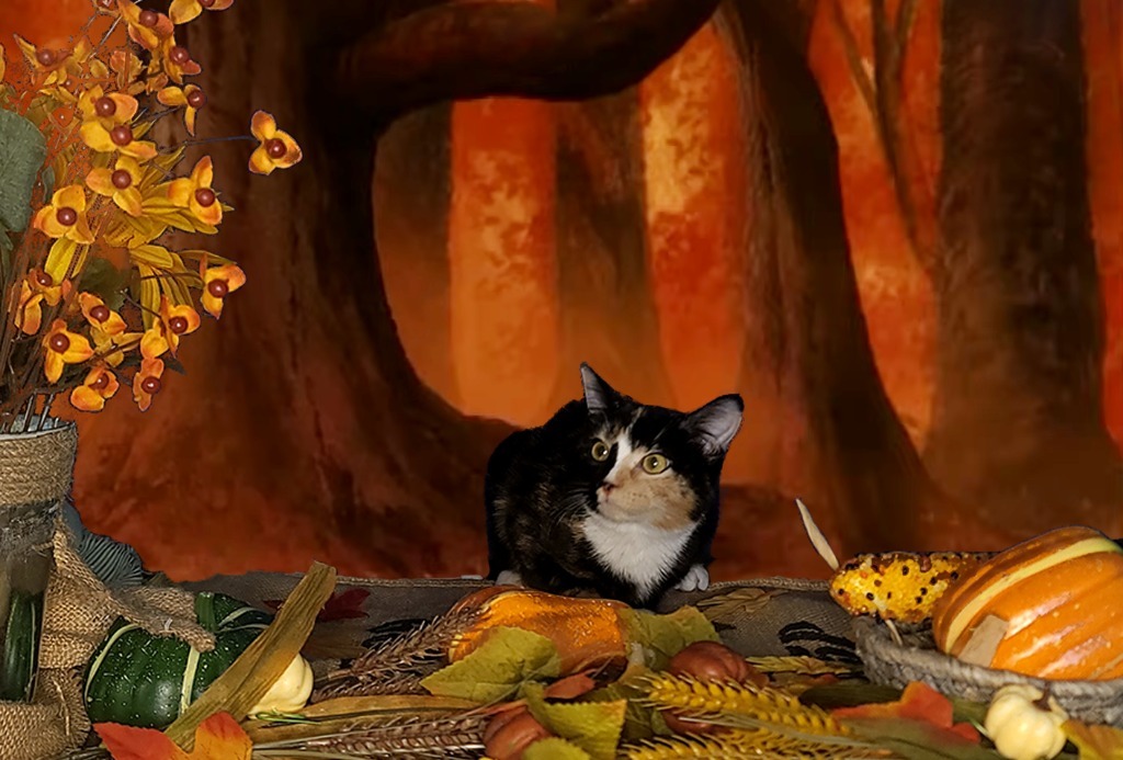 Tylee, an adoptable Domestic Short Hair in Salt Lake City, UT, 84117 | Photo Image 1