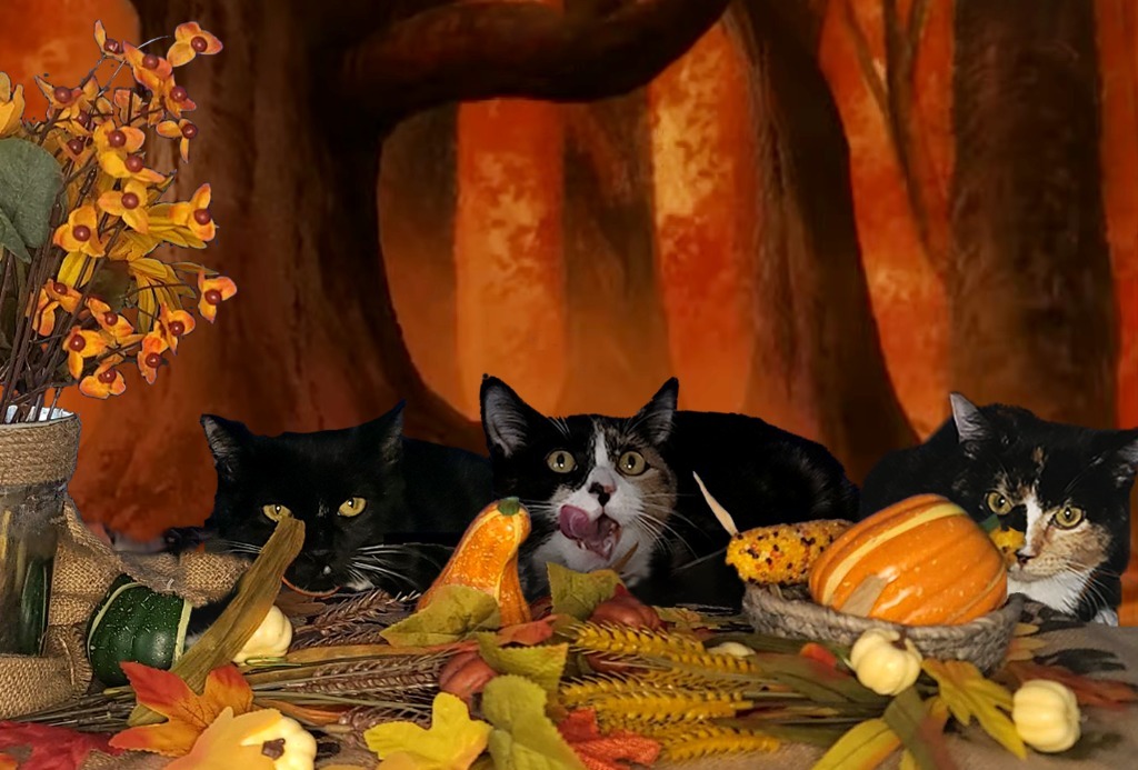 Tylee, an adoptable Domestic Short Hair in Salt Lake City, UT, 84117 | Photo Image 2