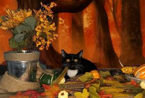 Mai, Young Female Domestic Short Hair