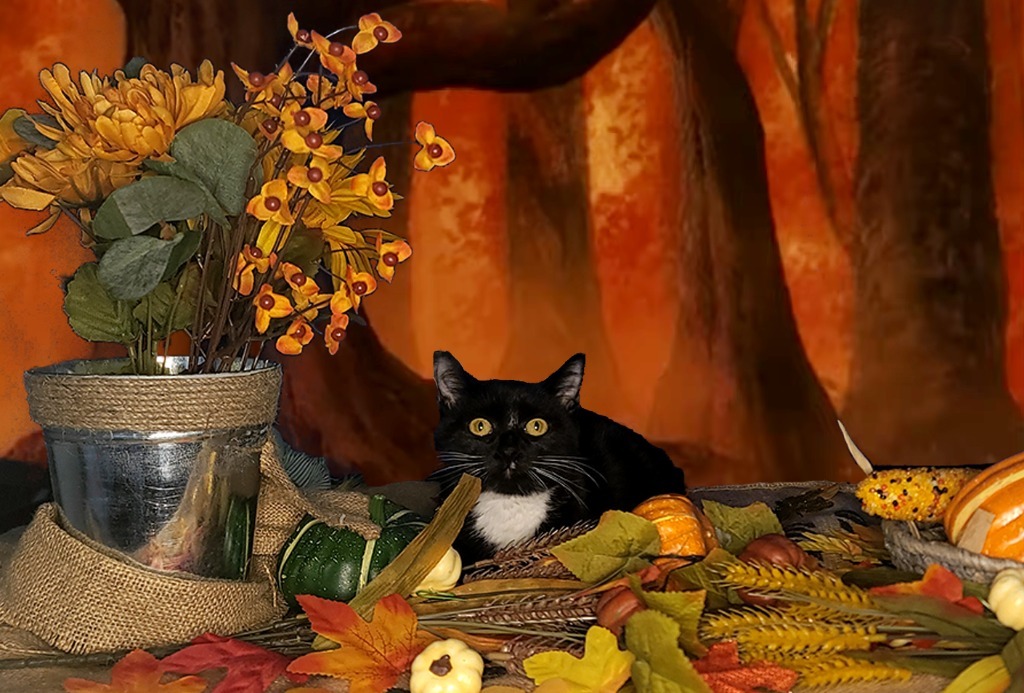 Mai, an adoptable Domestic Short Hair in Salt Lake City, UT, 84117 | Photo Image 1