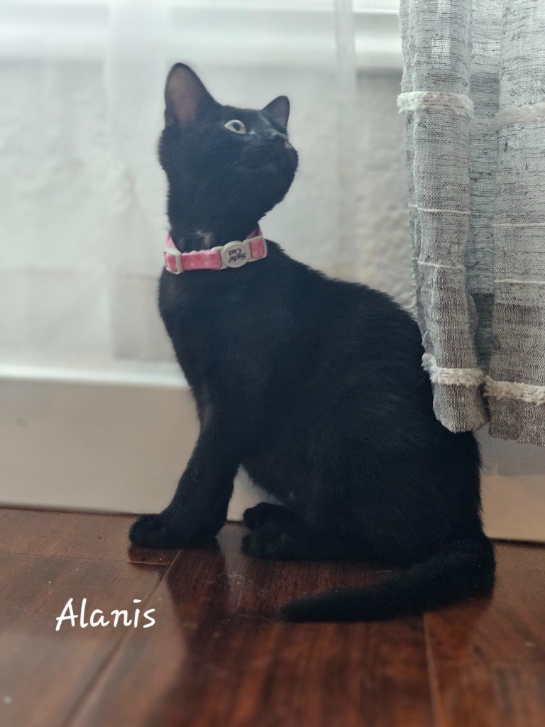 Alanis