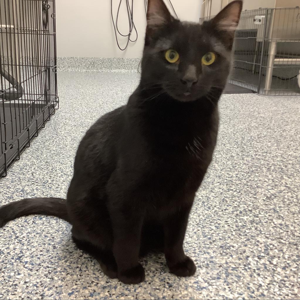 Fish, an adoptable Domestic Short Hair in Great Falls, MT, 59404 | Photo Image 1