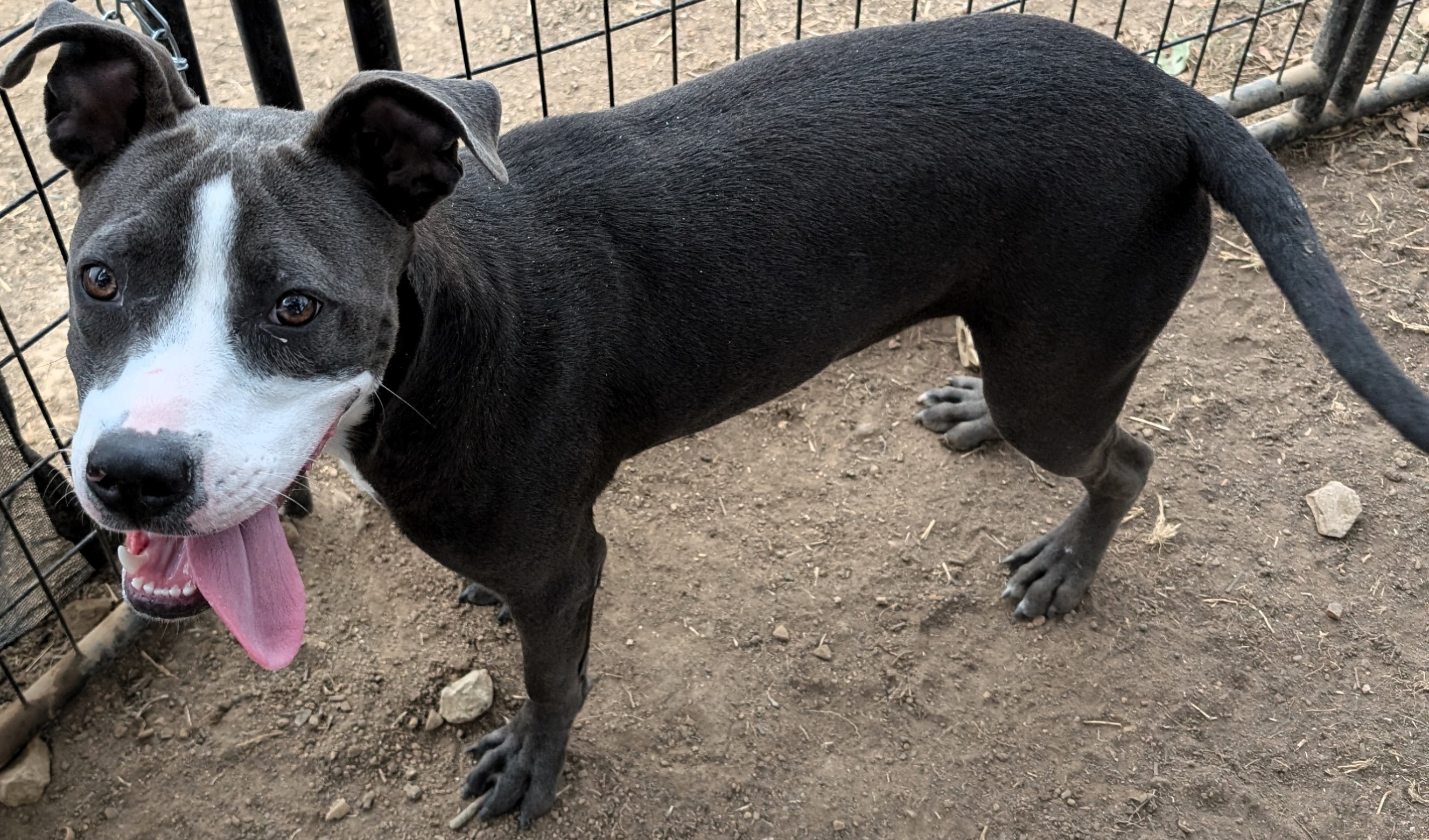 Dog for adoption Spunky, a Mixed Breed in Buchanan Dam, TX Petfinder
