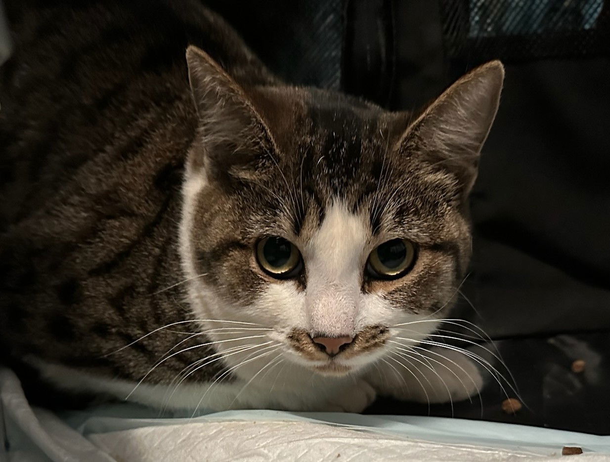 BLAZEFOOT (F), an adoptable Domestic Short Hair in Chico, CA, 95973 | Photo Image 1