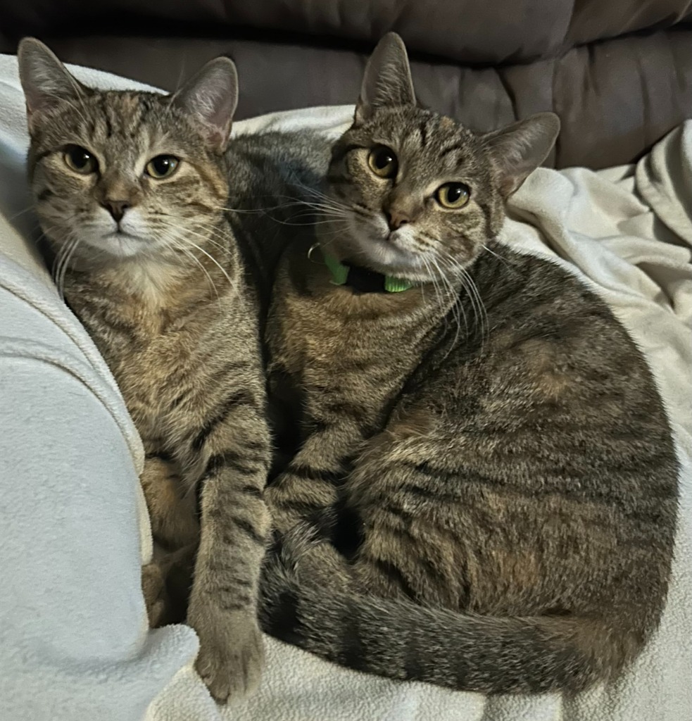 Amber (bonded with Adele)