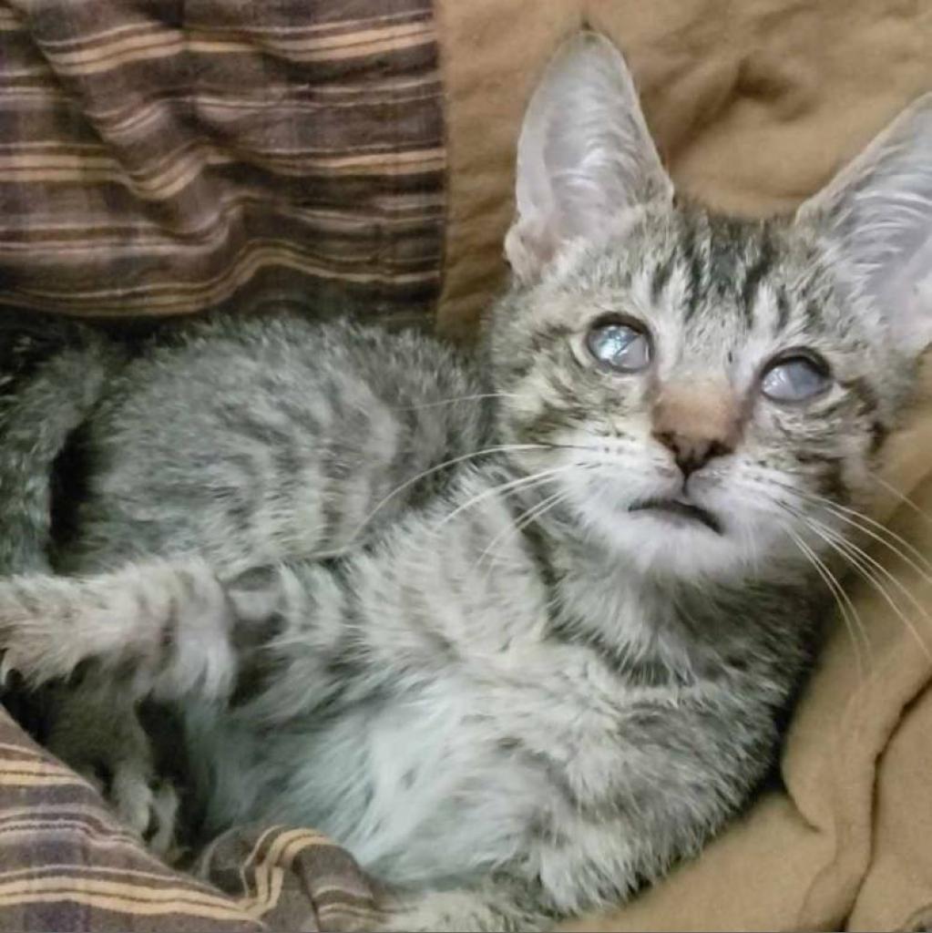 Wren, an adoptable Domestic Short Hair in Baker City, OR, 97814 | Photo Image 1