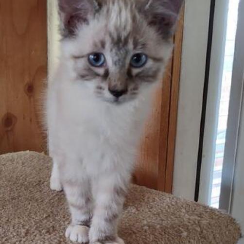 Jack, an adoptable Domestic Long Hair in Baker City, OR, 97814 | Photo Image 2