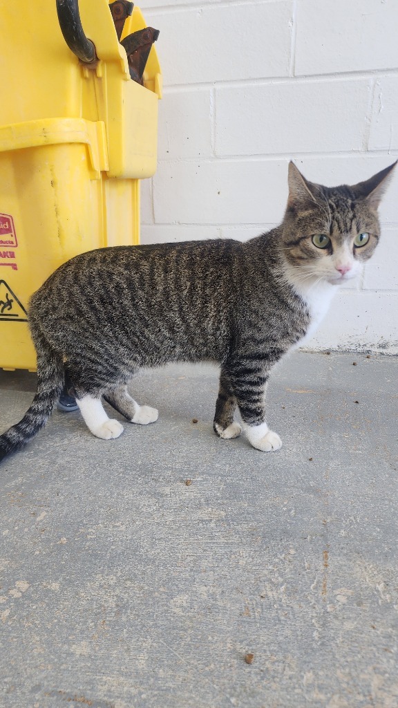 Penelope, an adoptable Domestic Short Hair in Brownwood, TX, 76801 | Photo Image 1