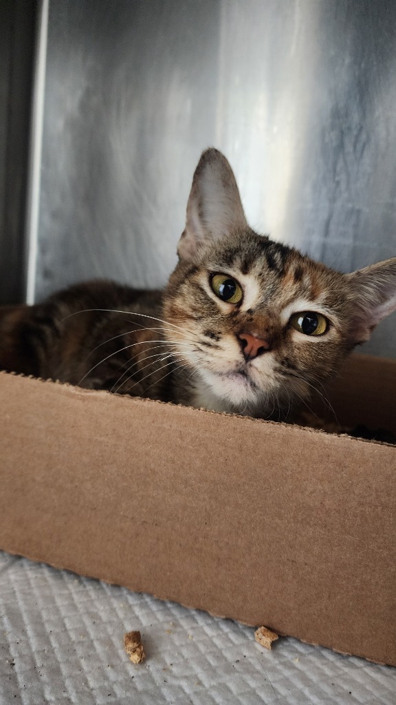 Princess, an adoptable Domestic Short Hair in Brownwood, TX, 76801 | Photo Image 1