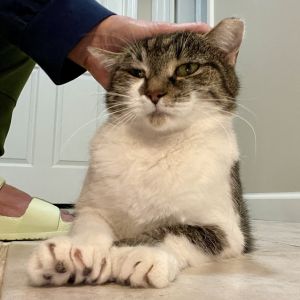 It was a cold winter day when we got an email about an injured feral cat with a hurt paw