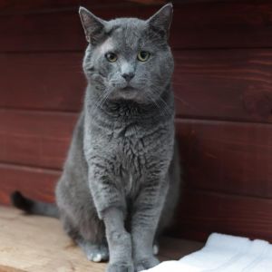 Everyones favorite 5-year-old man Smokey is a chill lumbering domestic shorthair male His ideal 