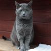 Smokey photo 1
