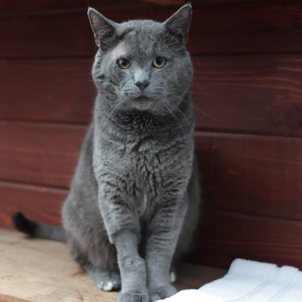 Smokey, an adoptable Domestic Short Hair in Santa Barbara, CA, 93111 | Photo Image 1