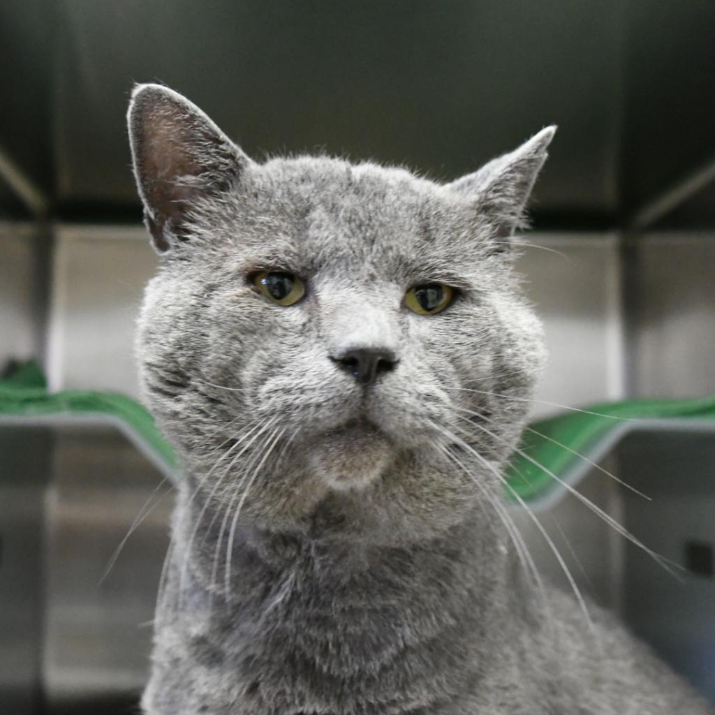 Smokey, an adoptable Domestic Short Hair in Santa Barbara, CA, 93111 | Photo Image 2