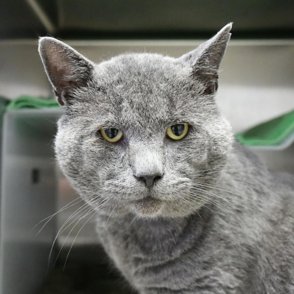 Smokey, an adoptable Domestic Short Hair in Santa Barbara, CA, 93111 | Photo Image 3