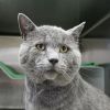 Smokey photo 4