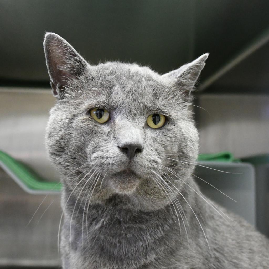 Smokey, an adoptable Domestic Short Hair in Santa Barbara, CA, 93111 | Photo Image 4