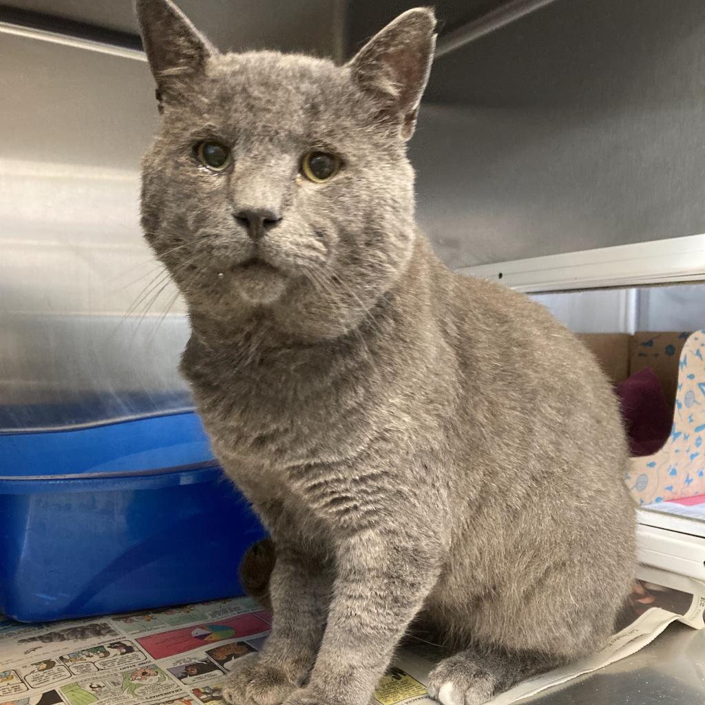 Smokey, an adoptable Domestic Short Hair in Santa Barbara, CA, 93111 | Photo Image 5