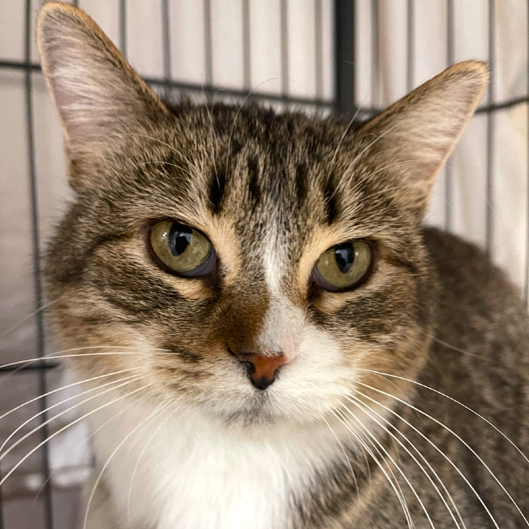 Twyla, an adoptable Domestic Short Hair in Wadena, MN, 56482 | Photo Image 1