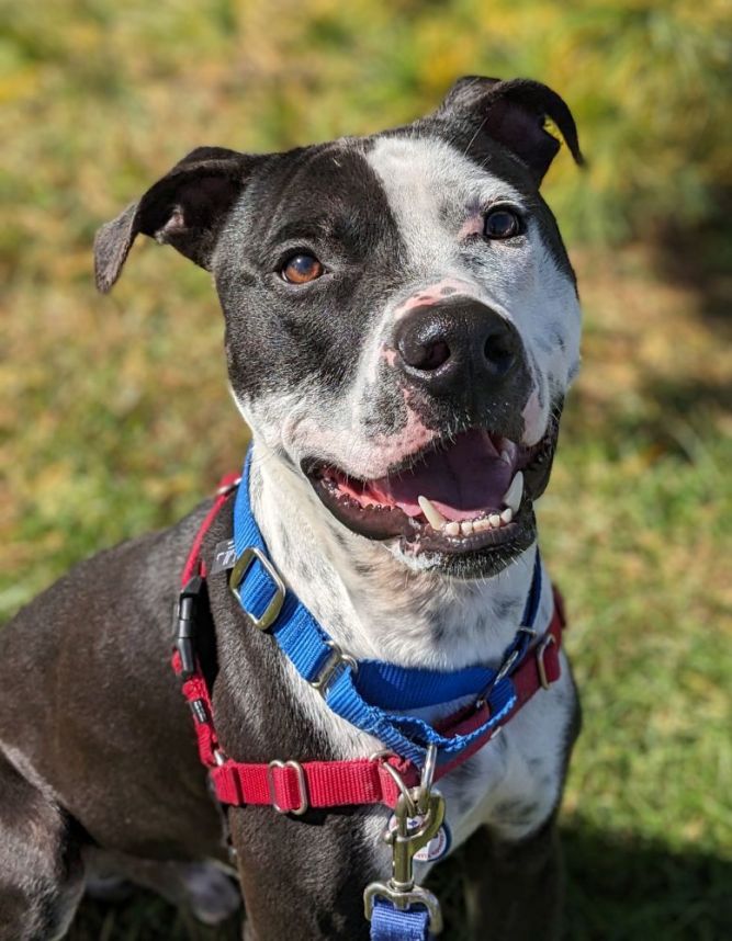 Dog for adoption Theo, a Mixed Breed in Alexandria, VA Petfinder