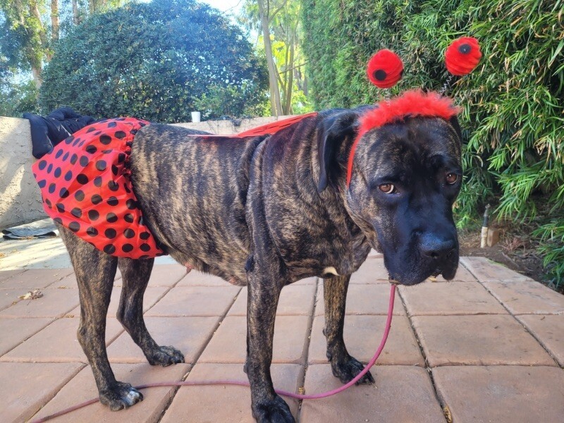 Valentine