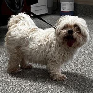 Willie is a sweet and feisty 12 year-old Maltese mix who loves his person food dog sister and all