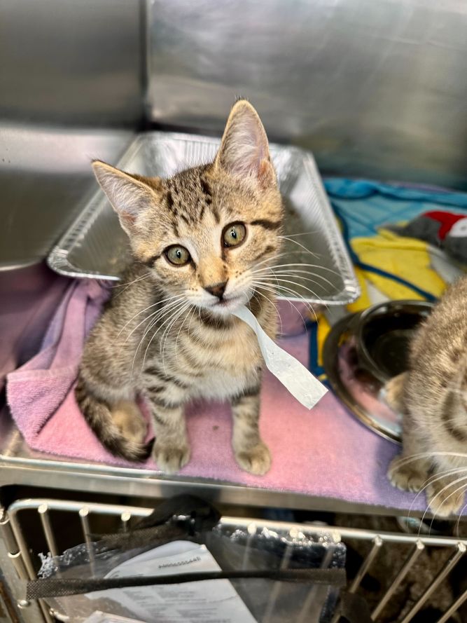 Cat for adoption Laney, a Domestic Short Hair in Matteson, IL Petfinder