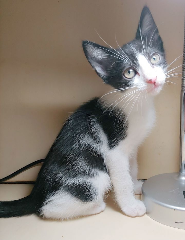 Cat for adoption Pogo, a Domestic Short Hair in Pompano Beach, FL