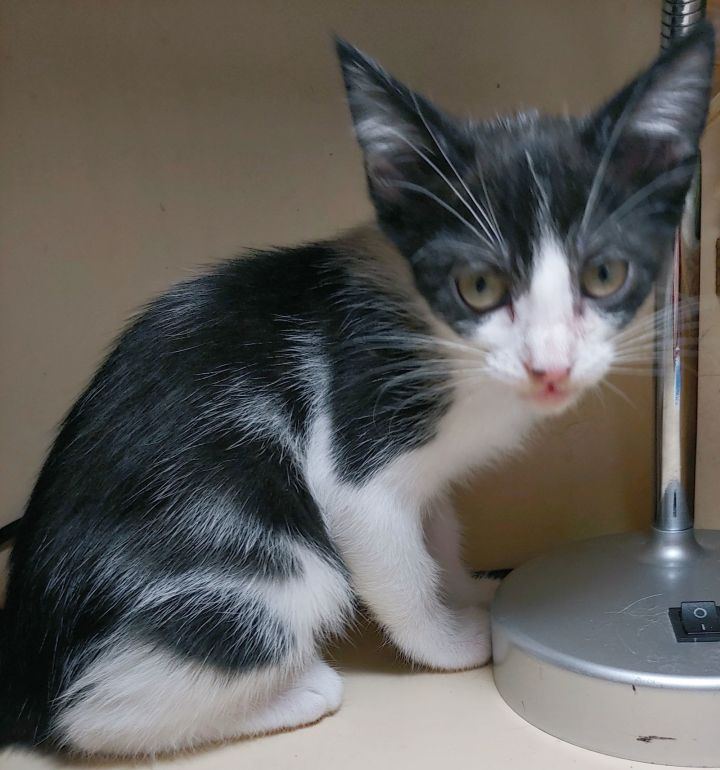 Cat for adoption Pogo, a Domestic Short Hair in Pompano Beach, FL