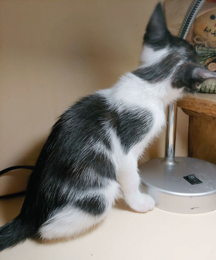 Cat for adoption Pogo, a Domestic Short Hair in Pompano Beach, FL