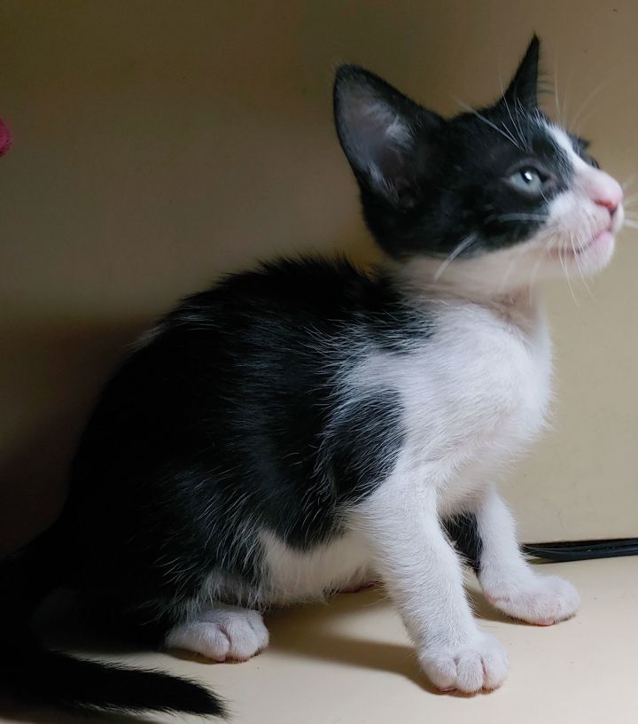 Cat for adoption Big, a Domestic Short Hair in Pompano Beach, FL