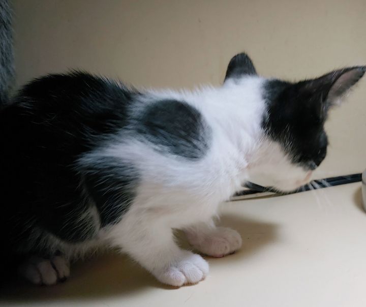 Cat for adoption Big, a Domestic Short Hair in Pompano Beach, FL