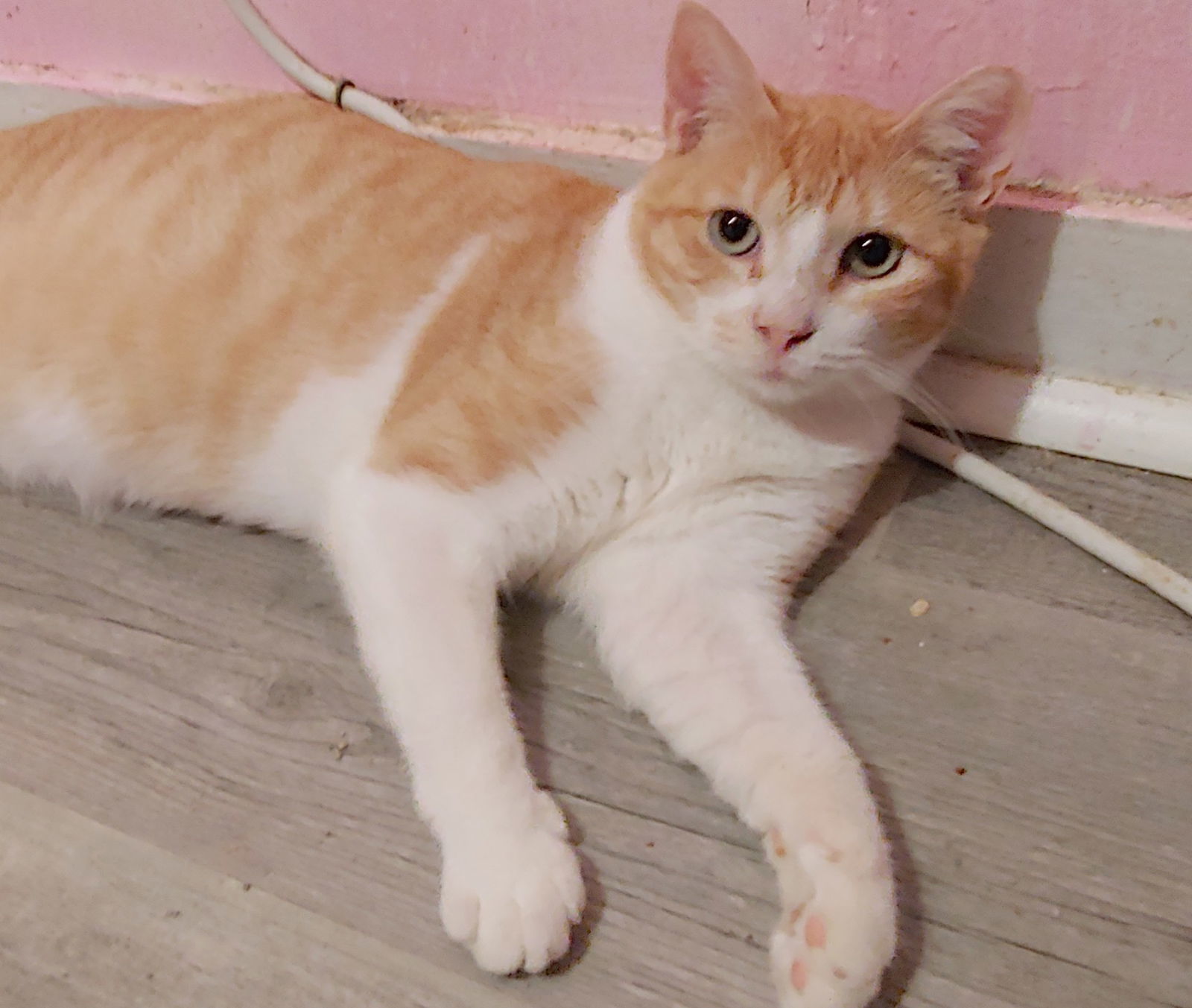 Cat for adoption Josie, a Domestic Short Hair in Pompano Beach, FL