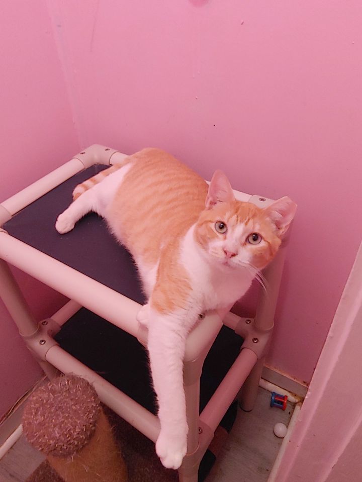 Cat for adoption Josie, a Domestic Short Hair in Pompano Beach, FL