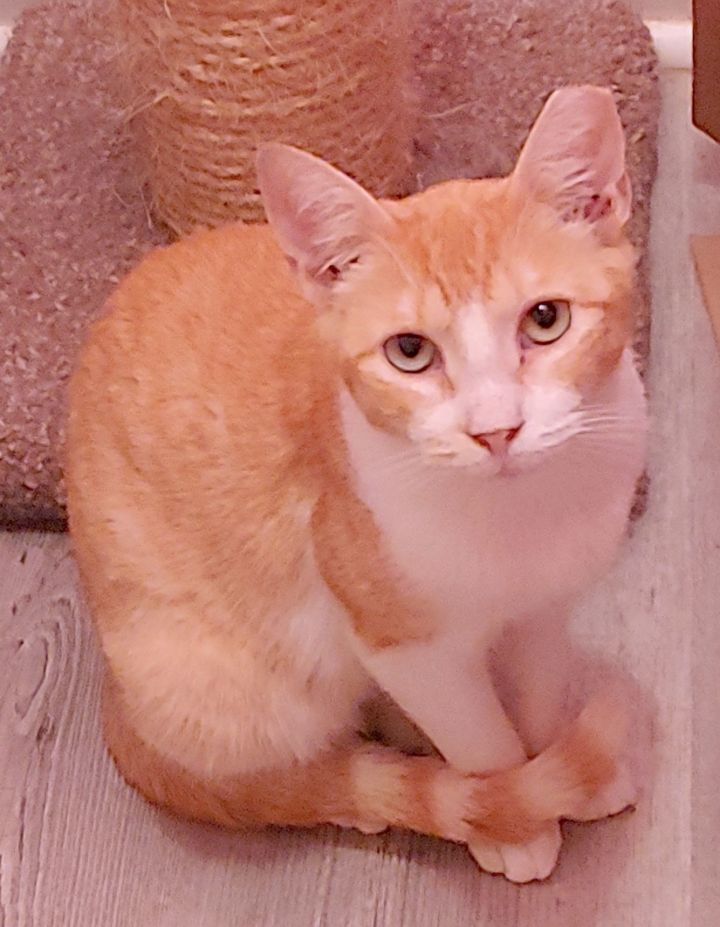 Cat for adoption Josie, a Domestic Short Hair in Pompano Beach, FL